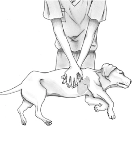 Adventures in Babysitting: The Dog&nbsp;Died